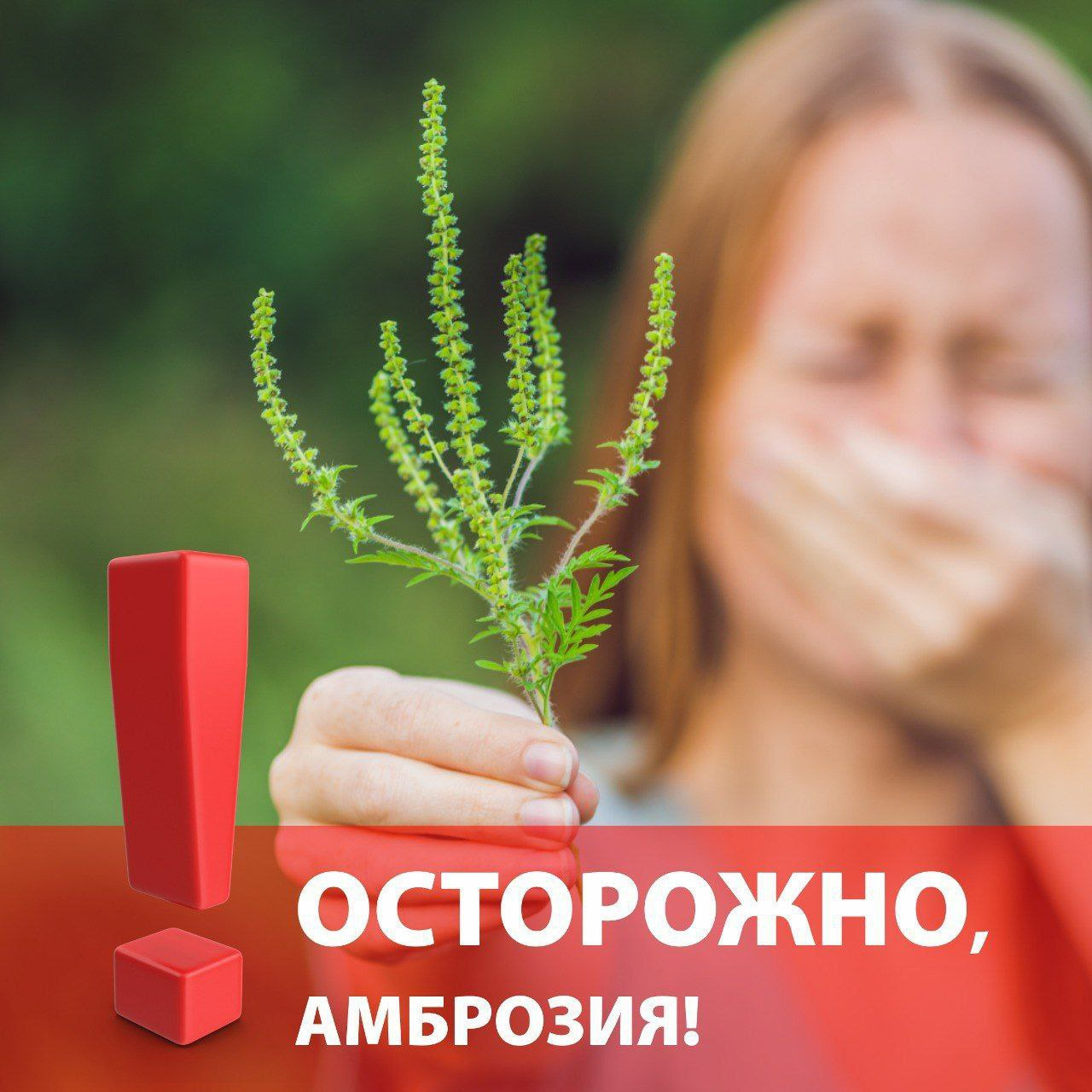 Осторожно, амброзия