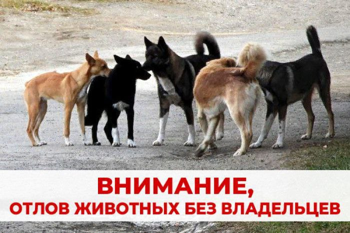 Отлов безнадзорных животных