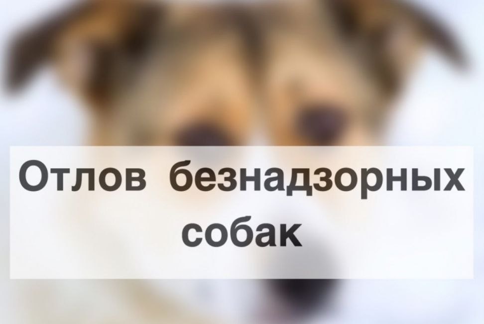Отлов безнадзорных собак