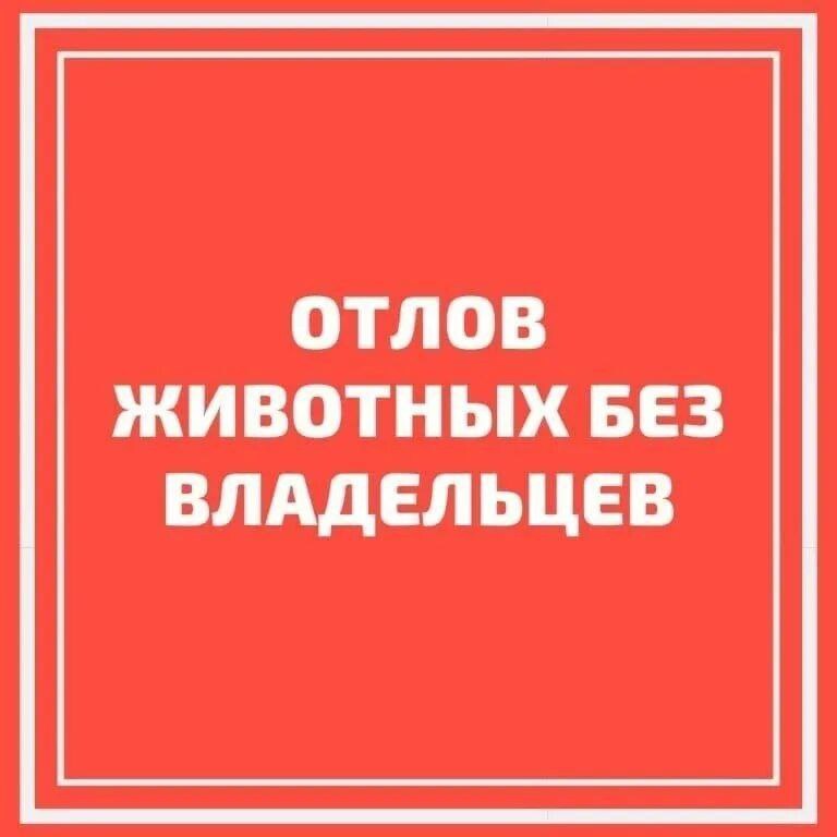 Отлов безнадзорных животных