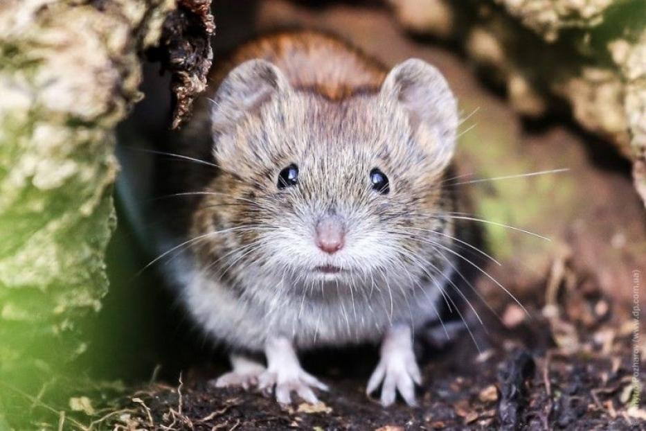 Памятка населению - профилактика ГЛСП