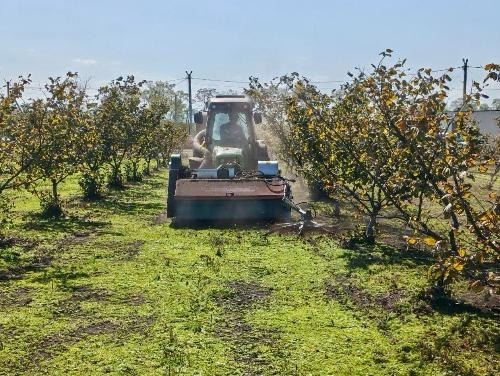 Предприятие из Лабинского района формирует новые стандарты работ в орехоплодном саду